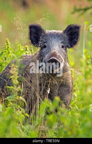 Wilde Eber, Schwein, Wildschwein (Sus scrofa), im hohen Gras, Deutschland Stockfoto