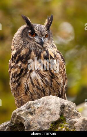 Western Sibirische Uhu (Bubo bubo Sibiricus, Bubo sibiricus), hocken auf einem Stein, Vorderansicht, Deutschland, Baden-Württemberg Stockfoto