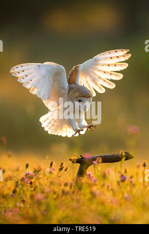 Schleiereule (Tyto alba), Landung auf einer Post, Tschechische Republik Stockfoto