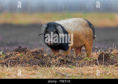 Mangalica, Mangalitsa, Mangalitza, Wooly Schwein (Sus scrofa f. domestica), Unagrian Rasse, Ungarn Stockfoto