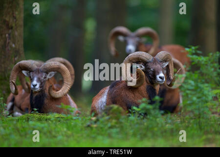 Mufflon (Ovis musimon, Ovis gmelini musimon, Ovis orientalis Musimon), Gruppe im Wald, Deutschland, Bayern Stockfoto