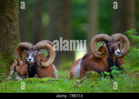 Mufflon (Ovis musimon, Ovis gmelini musimon, Ovis orientalis Musimon), Gruppe im Wald, Deutschland, Bayern Stockfoto
