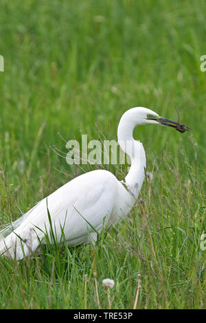 Seidenreiher (Egretta garzetta), in einer Wiese mit gefangenen Schlange im Schnabel, USA, Florida, Everglades National Park Stockfoto