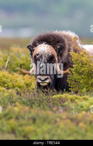 Moschusochsen (Ovibos Moschatus), in der Tundra, Norwegen Stockfoto