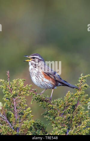 Rotdrossel (Turdus Iliacus), Gesang männlich, Norwegen Stockfoto