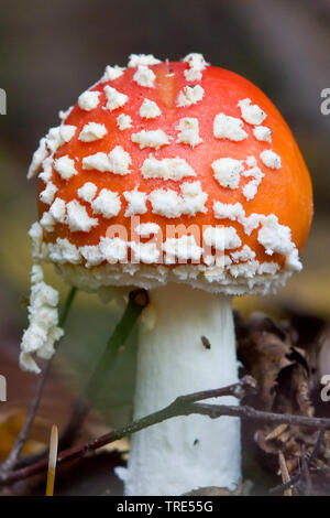 Fly agaric (Amanita muscaria), Jungen fly Agaric, Österreich, Burgenland, Neusiedler See National Park Stockfoto