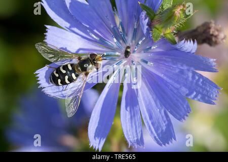 Kohl gegen Blattläuse fliegen (Scaeva pyrastri Schweben), weiblich, Deutschland Stockfoto