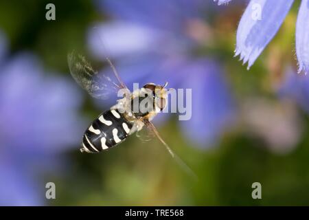 Kohl gegen Blattläuse fliegen (Scaeva pyrastri Schweben), Weibliche fliegen, Deutschland Stockfoto