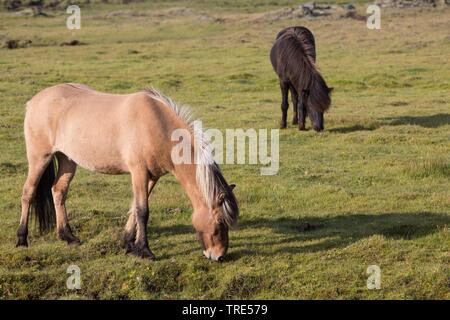 Isländischen Pferd, Islandpferd, Island Pony (Equus przewalskii f. caballus), zwei weidende Pferde, Island Stockfoto