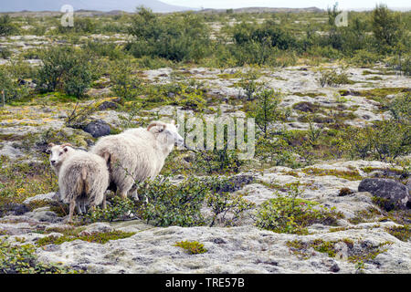 Isländische Schafe (Ovis ammon f. aries), zwei Schafe in typisch isländische Landschaft, Island Stockfoto