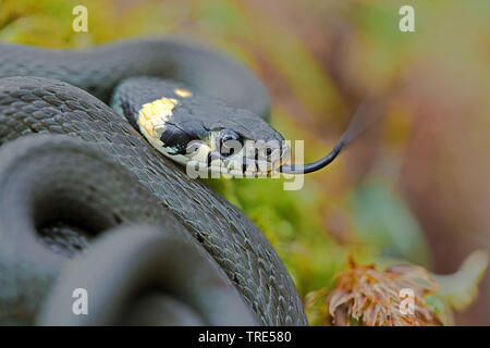 Ringelnatter (Natrix natrix), flippen Zunge, Deutschland, Bayern Stockfoto