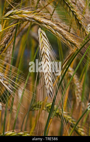 Kultiviert Roggen (Secale cereale), Spikes, Deutschland Stockfoto