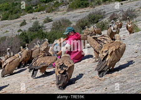 Gänsegeier (Tylose in Fulvus), Mann mit mehreren Gänsegeier auf einem Felsen, Spanien, Aragon, Sierra y Canones de Guara Stockfoto