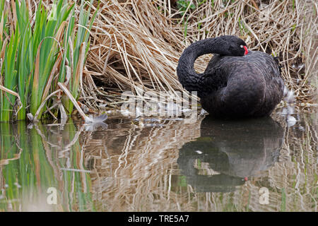 Schwarzer Schwan (Cygnus atratus), ruhen auf der Wasserseite im flachen Wasser, Seitenansicht Stockfoto