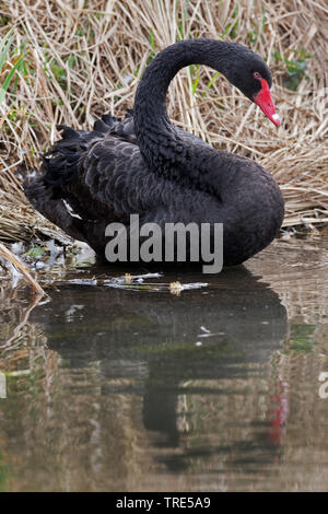 Schwarzer Schwan (Cygnus atratus), stehend an der Wasserseite im flachen Wasser, Seitenansicht Stockfoto