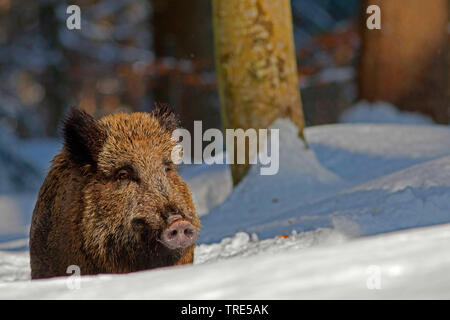 Wilde Eber, Schwein, Wildschwein (Sus scrofa), im Schnee, Deutschland, Bayern Stockfoto