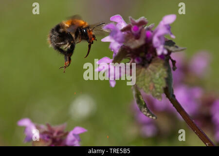 Carder Biene, gemeinsame carder Biene (Bombus pascuorum, Bombus agrorum, Megabombus pascuorum), nähert sich einem Toten - Brennnessel, Niederlande Stockfoto