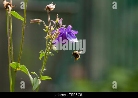 Akelei (Aquilegia spec.), Blume mit Biene Hummel nähert, Niederlande Stockfoto