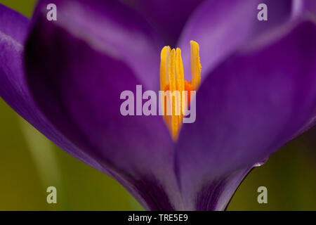 Weiß krokus, Frühling Krokusse (Crocus vernus ssp. albiflorus, Crocus albiflorus), Detail der Blume mit staubblatt, Niederlande, Friesland Stockfoto