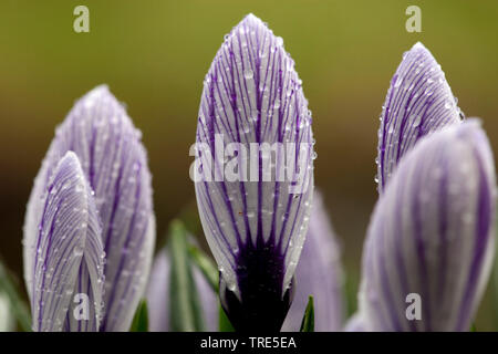 Weiß krokus, Frühling Krokusse (Crocus vernus ssp. albiflorus, Crocus albiflorus), Blumen im Bud mit Wassertropfen, Niederlande, Friesland Stockfoto