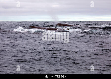 Pottwal, große Pottwal, spermacet Wal, cachalot (Physeter macrocephalus, Physeter catodon), an der Oberfläche, Island Stockfoto