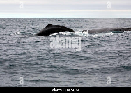 Pottwal, große Pottwal, spermacet Wal, cachalot (Physeter macrocephalus, Physeter catodon), an der Oberfläche, Island Stockfoto