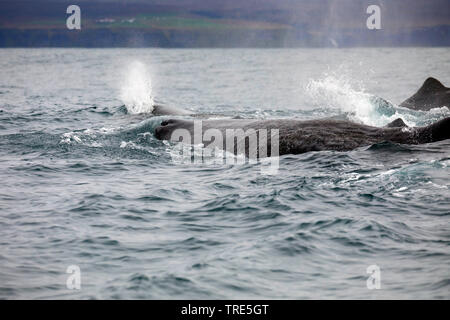 Pottwal, große Pottwal, spermacet Wal, cachalot (Physeter macrocephalus, Physeter catodon), an der Oberfläche, Island Stockfoto