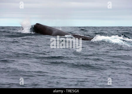 Pottwal, große Pottwal, spermacet Wal, cachalot (Physeter macrocephalus, Physeter catodon), an der Oberfläche, Island Stockfoto