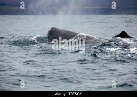 Pottwal, große Pottwal, spermacet Wal, cachalot (Physeter macrocephalus, Physeter catodon), an der Oberfläche, Island Stockfoto