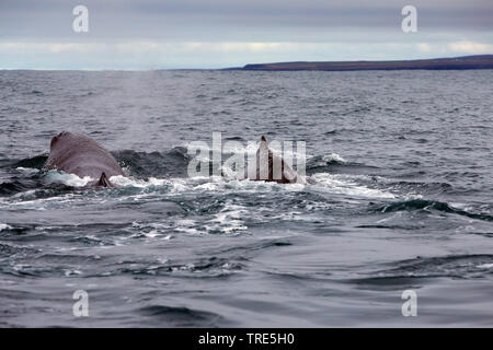 Pottwal, große Pottwal, spermacet Wal, cachalot (Physeter macrocephalus, Physeter catodon), an der Oberfläche, Island Stockfoto