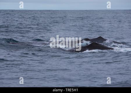 Pottwal, große Pottwal, spermacet Wal, cachalot (Physeter macrocephalus, Physeter catodon), an der Oberfläche, Island Stockfoto