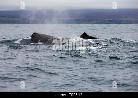 Pottwal, große Pottwal, spermacet Wal, cachalot (Physeter macrocephalus, Physeter catodon), an der Oberfläche, Island Stockfoto