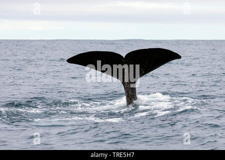 Pottwal, große Pottwal, spermacet Wal, cachalot (Physeter macrocephalus, Physeter catodon), an der Oberfläche, Island Stockfoto