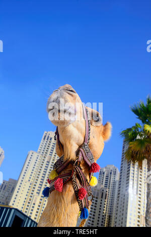 Kamel vor den Wolkenkratzern der Stadt Dubai, Vereinigte Arabische Emirate, Dubai Stockfoto