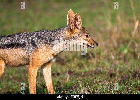 Seite - gestreifte Schakal (Canis adustus), in der Savanne, Kenia, Masai Mara National Park Stockfoto