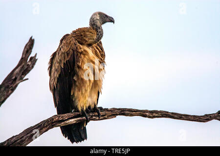 Gänsegeier (Tylose in Fulvus), sitzt auf einem Ast, Kenia, Masai Mara National Park Stockfoto