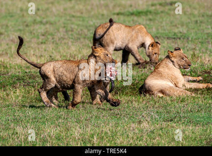 Löwe (Panthera leo), jungen Löwen mit Beute in der Savanne, Kenia, Masai Mara National Park Stockfoto