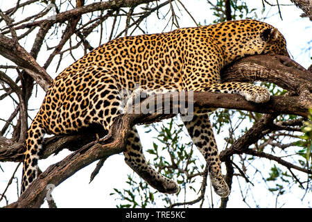 Leopard (Panthera pardus), die in einem Baum, Kenia schlafen, Masai Mara National Park Stockfoto
