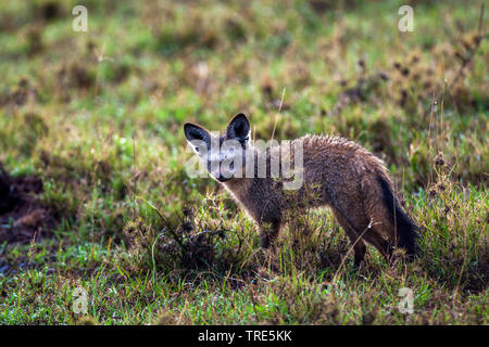 Bat-eared Fox (Otocyon Megalotis), stehend in der Savanne, Kenia, Masai Mara National Park Stockfoto