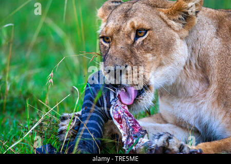 Löwe (Panthera leo), löwin Essen an einem toten Zebra, Porträt, Kenia, Masai Mara National Park Stockfoto