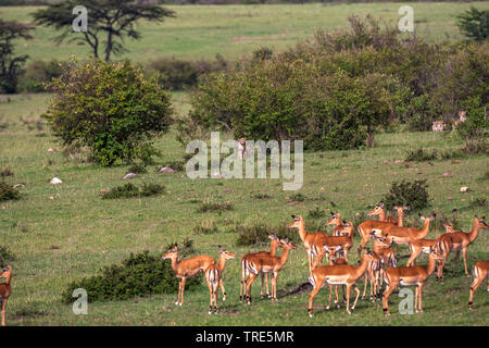 Gepard (Acinonyx jubatus), Geparde pirschen eine Herde Antilopen, Kenia, Masai Mara National Park Stockfoto