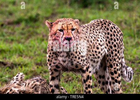 Gepard (Acinonyx jubatus), stehend mit Blutverschmierten Mund, Kenia, Masai Mara National Park Stockfoto