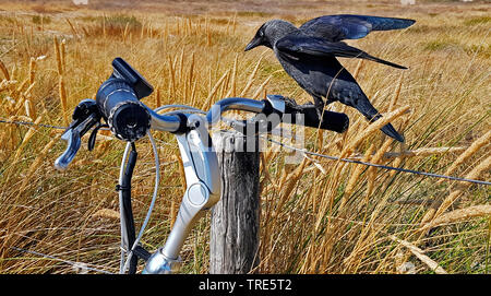 Dohle (Corvus monedula), Landung auf dem Fahrrad, Niederlande Stockfoto