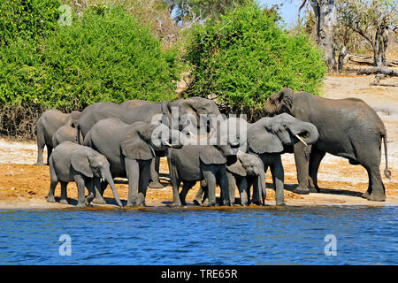 Afrikanischer Elefant (Loxodonta africana), Herde Getränke am Fluss Ufer, Namibia Stockfoto