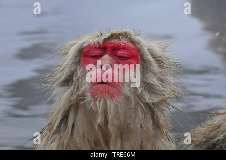 Japanischen Makaken, snow Monkey (Macaca fuscata), ein Bad in einer heißen Quelle im Winter, Porträt, Japan, Hokkaido Stockfoto