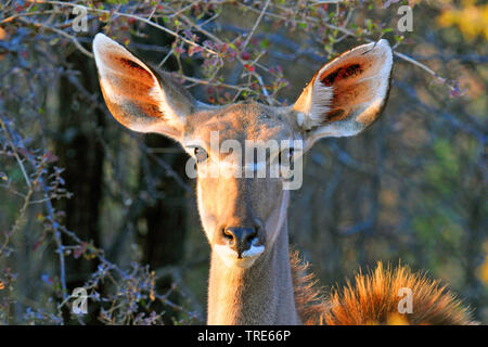 Mehr Kudu (Tragelaphus strepsiceros), Weibliche im Dickicht, Namibia Stockfoto