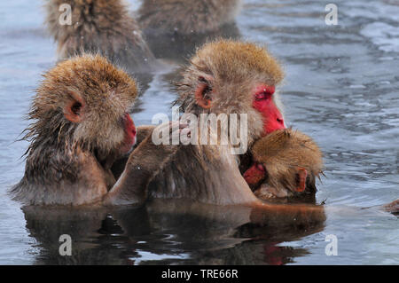 Japanischen Makaken, snow Monkey (Macaca fuscata), ape Familie in einem warmen Frühling, Seitenansicht, Japan, Hokkaido Stockfoto