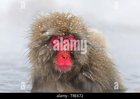 Japanischen Makaken, snow Monkey (Macaca fuscata), ein Bad in einer heißen Quelle im Winter, Porträt, Japan, Hokkaido Stockfoto