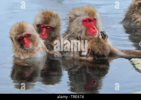 Japanischen Makaken, snow Monkey (Macaca fuscata), dösen Schnee Affen in einem Hot Spring im Winter, Porträt, Japan, Hokkaido Stockfoto