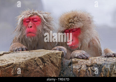 Japanischen Makaken, snow Monkey (Macaca fuscata), zwei dösen Schnee Affen in einem Hot Spring im Winter, Porträt, Japan, Hokkaido Stockfoto